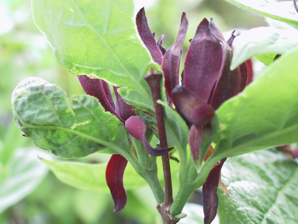 Calycanthus floridus - Bluetenmacro04.jpg